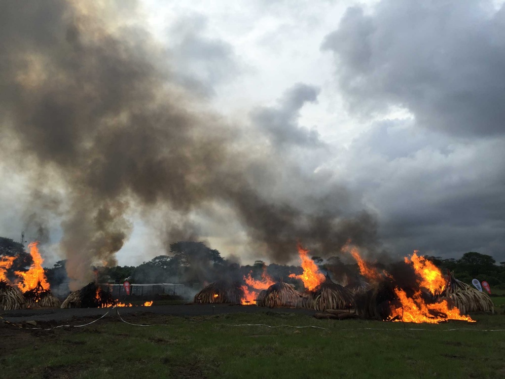 Kenya Torches Ivory In Bid to Stop Elephant Poaching