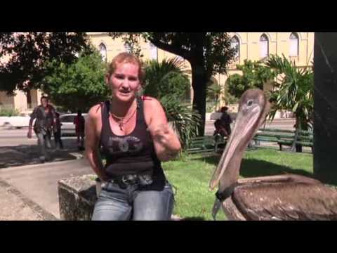 Pancho the Pelican – The Hottest Bird in Havana