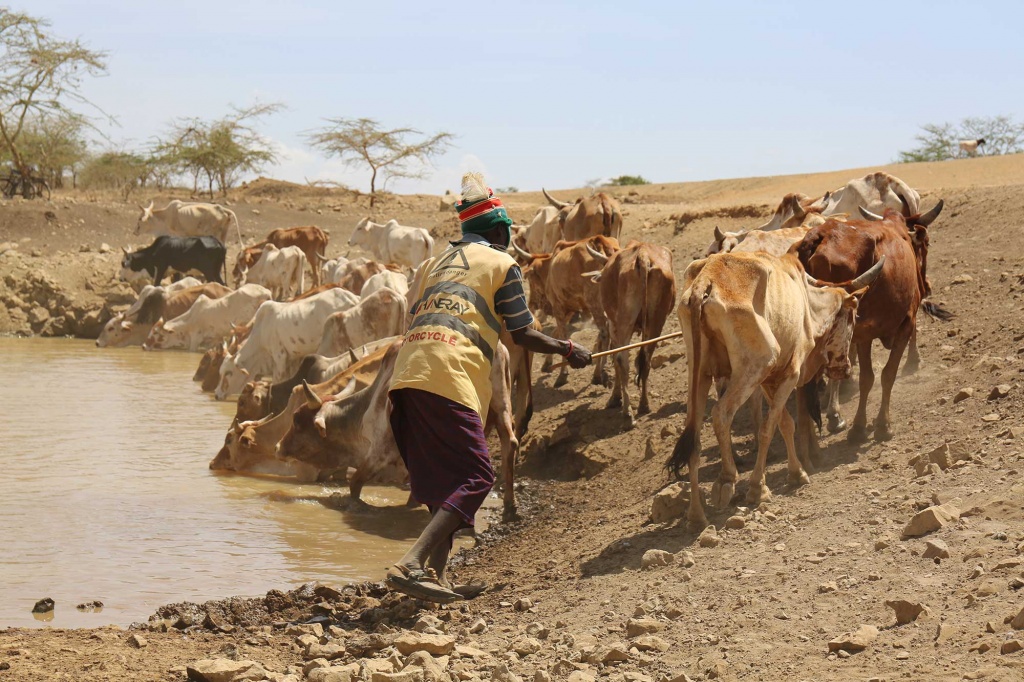 Violence has subsided in rural central Kenya as a result of rainfall, national security operations, and elections that ousted some politicians blamed for inciting pastoralists to bring their livestock onto private lands.  However, the northern rangelands, home of the pastoralists, remain overgrazed, and need proper management to keep problems at bay.